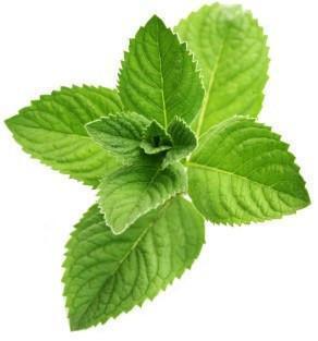 Mint Leaves  100g Hot on Sale