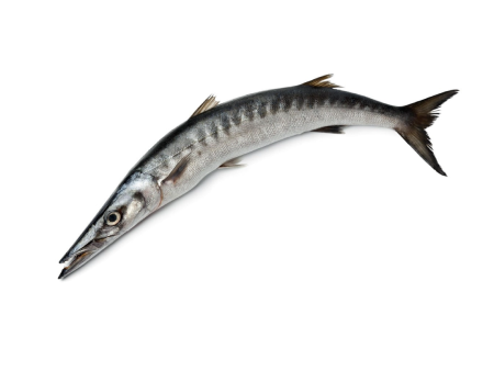 Barracuda الجد   Al Gidd   Cheelavu - Whole Cleaned 2Kg Online Sale