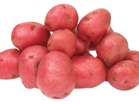 Red Baby  Chat  Potato  Ideal for baking  500g (approx.) Cheap