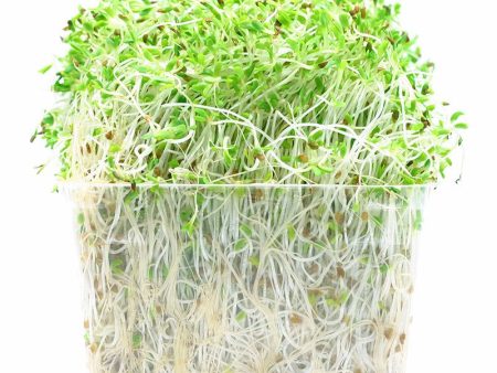 Alfalfa Sprouts 125g Online now